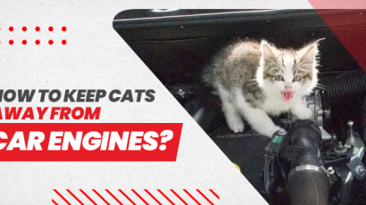 cats in car engines.