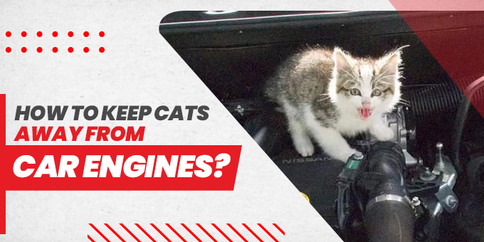 How to Keep a Cat Safe in the Car: 12 Steps (with Pictures)