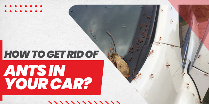 how to get rid of ants in car